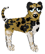 Tea/King's Desert Disguise — “Sandcat”