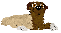 Witz's Boche Doggy — “Bow”