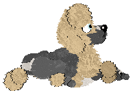 Poppyhill's Dauphin of Viennois — “Dauphin”