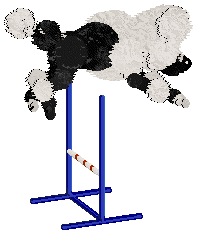 Poppyhill's Aqua Marina at Ferality — “Marina”