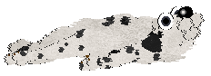 Cirrutopia/Elfland’s Dot from Heaven — “Dottie”