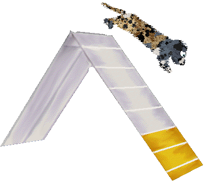 Perfume’s Tortoise in the Mist at Poppyhill — “Turtleneck”