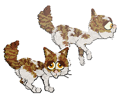 Profile image of Aniseed's Amber Spyglass at Calluna