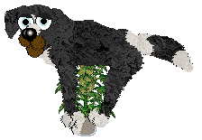 Cirrutopia's Holli and Ivy — “Holli”