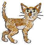 Profile image of Calluna's Monkey Puzzle