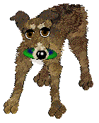 Dh's Desert Memories — “Hawk”