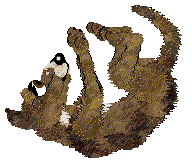 Dh's Desert Memories — “Hawk”