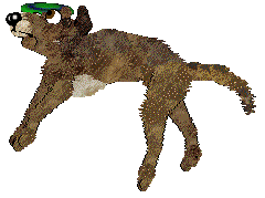 Dh's Desert Memories — “Hawk”