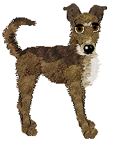 Dh's Desert Memories — “Hawk”