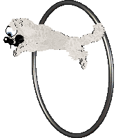 Sungraze/Dh's Wee Highland Prince — “Macleod”