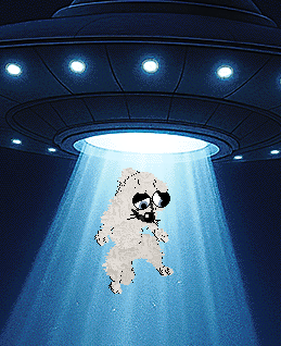 Sungraze/Dh's Wee Highland Prince — “Macleod”