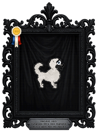 Profile image of Sungraze/Dh's Wee Highland Prince