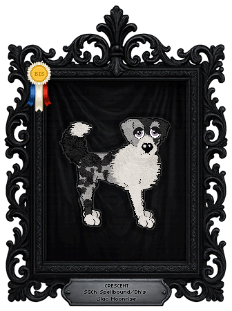 Profile image of Spellbound/Dh's Lilac Moonrise