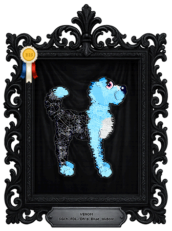 Profile image of FDL/Dh's Blue Widow