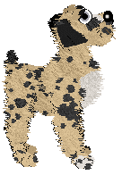 Witz/Poppyhill's Save a Horse — “Appaloosa”