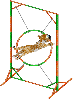 Calluna's No Bark All Bite — “Basenji”