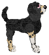 MB/Dh's Desert Rose — “Rose”