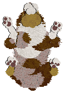 Cargo/Poppyhill's Sweet Like Chocolate — “Cacao”