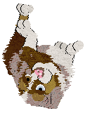 Cargo/Poppyhill's Sweet Like Chocolate — “Cacao”