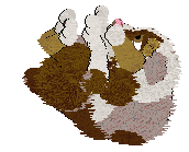 Cargo/Poppyhill's Sweet Like Chocolate — “Cacao”