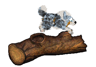 Cirrutopia's Simply Merlevelous at Vanilla XPC — “Minnie”