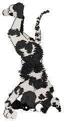 NSP's I Come First at Vanilla — “Lady”