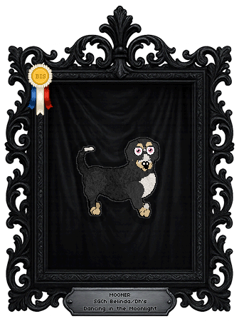 Profile image of Belinda/Dh's Dancing in the Moonlight