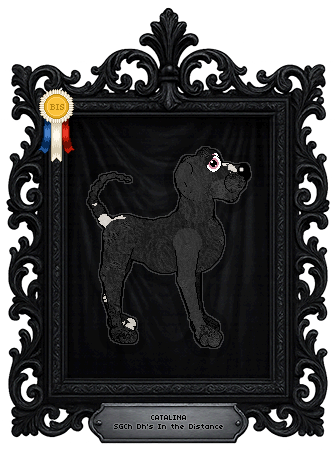 Profile image of Dh's In the Distance