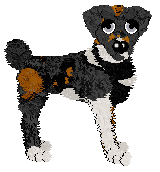 Profile image of Poppyhill's Evening Star at SzK