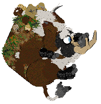 Wildwood/Dh's Boarwatch Babe — “Hamela Anderson”