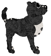 Witz's Fluent Pet — “Hextile”