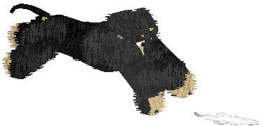 PKC CH Cirrutopia's North Wind — “Shamal”