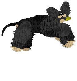 Cirrutopia's North Wind — “Shamal”