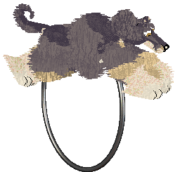 Cirrutopia's Two Olives — “Olivio”