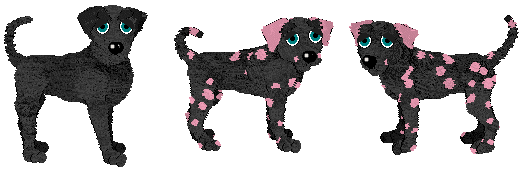 Profile image of DARKNESS Black Graveyard Dog