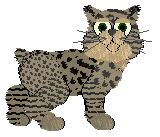 Profile image of Tangle's Teddy Bear Face