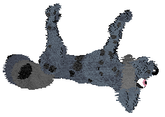 Vanillabel's Scruffy Chique — “Soraya”