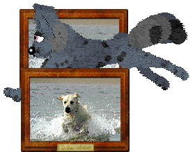 Vanillabel's Scruffy Chique — “Soraya”