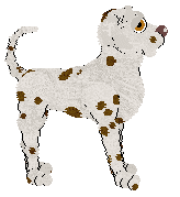 Poppyhill's Thing of Splendor — “Safara”