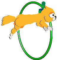 Mercury's Satsuma Shorthair at SeaGlass — “Mikan”