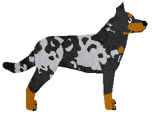 Wulver Knife's Edge — “Sasha”