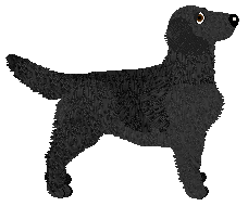 Evanescence Quick In Black — “Yva”