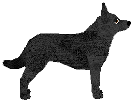 Converse ALI BABA — “Ali”