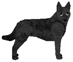 Profile image of Converse ALI BABA