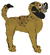 Nosewise South of the Border — “Cooper”