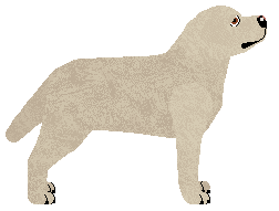 Riflery Earlywood In Spring — “Daisy”