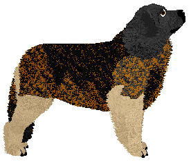 Cansas' Relaxing Boy — “Barney”