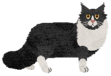 Belleteyn Black Velvet — “Romeo”