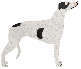 Cansas' Viva Las Vegas — “Kiwi”