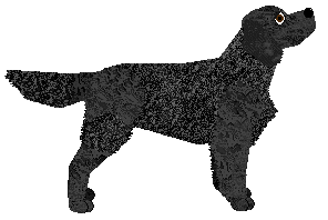 Peregrine Cosmic Love Cry — “Cosmic”